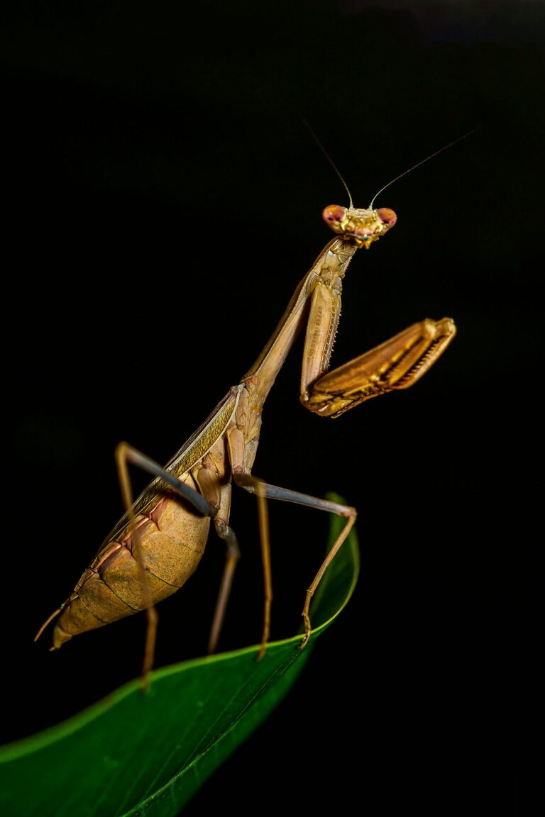 Insectos comestibles: ¿la proteína del futuro?