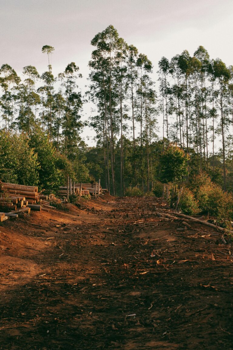 Europa prohíbe la venta de café, cacao y ternera de zonas deforestadas